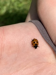 Coccinella septempunctata