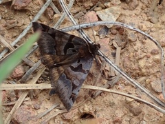 Euclidia ardita
