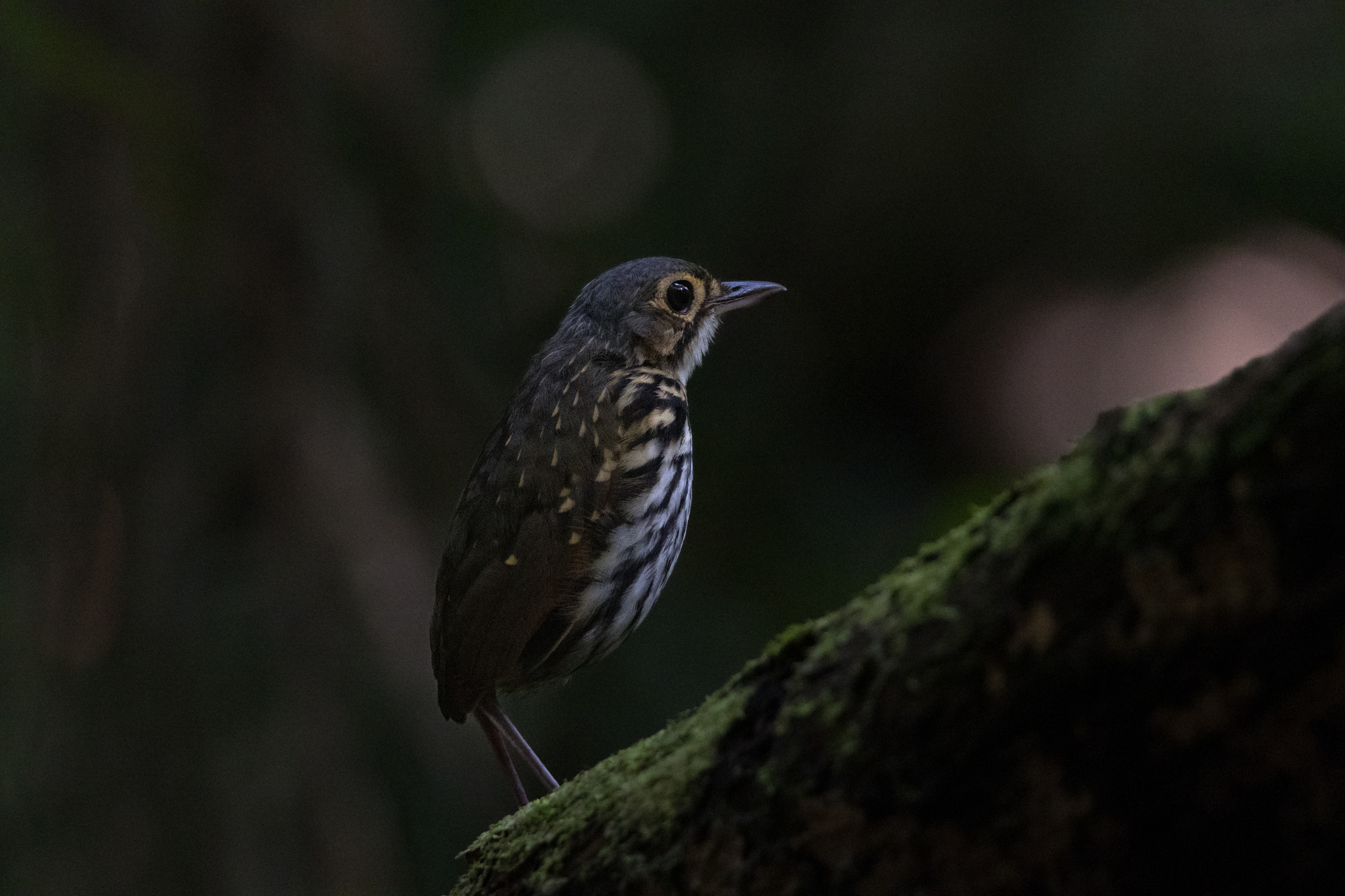 Streak-chested Antpitta (Hylopezus perspicillatus), photo 10