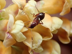 Teleorhinus