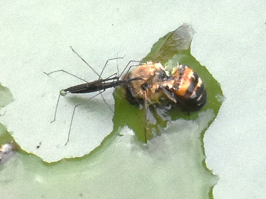 Common Water Measurer from Groesbeek, Nederland on May 31, 2024 at 05: ...