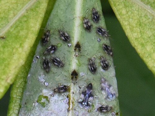 Andromeda Lace Bug, Groesbeek, Nederland, photo 6 of 10