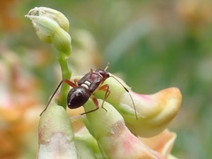 Teleorhinus