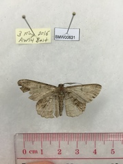 Hypomecis transcissa