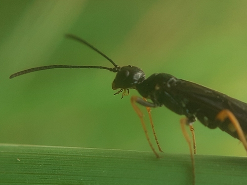 Cephus fumipennis
