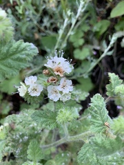 Phacelia malvifolia