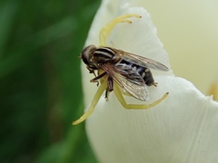 Anasimyia bilinearis