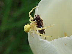 Anasimyia bilinearis