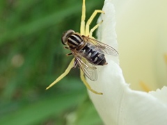 Anasimyia bilinearis