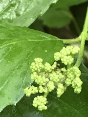 Viburnum acerifolium