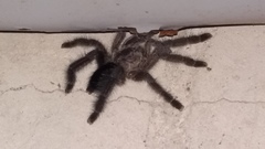 Psalmopoeinae