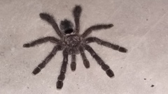 Psalmopoeinae