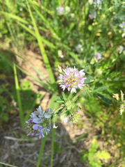 Medicago sativa
