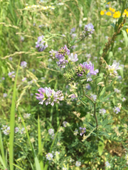 Medicago sativa