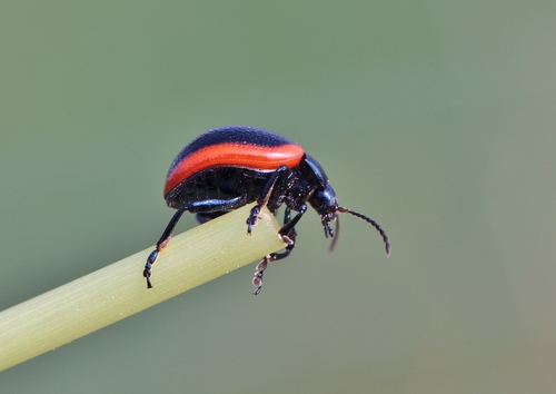 Chrysolina rossia
