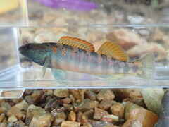 Bronze Darter photo 2
