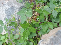 Strophostyles helvola