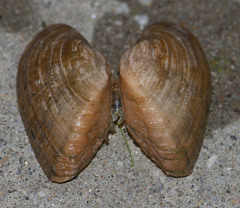 Alasmidonta marginata