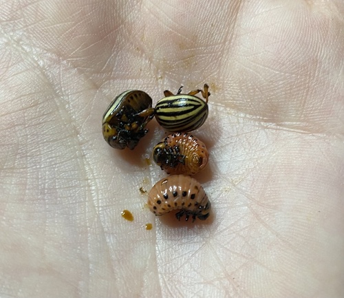 Colorado Potato Beetle