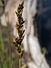 Carex diandra