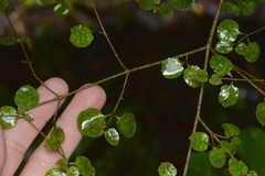 Coprosma tenuicaulis