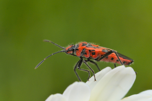 Raudonmargė kampuotblakė nuotrauka