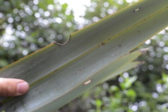 Ichneutica steropastis