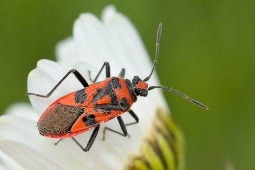 Raudonmargė kampuotblakė nuotrauka