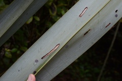 Orthoclydon praefectata