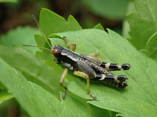 Green-legged Grasshoppers photo 4