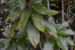 Cephaleuros lagerheimii