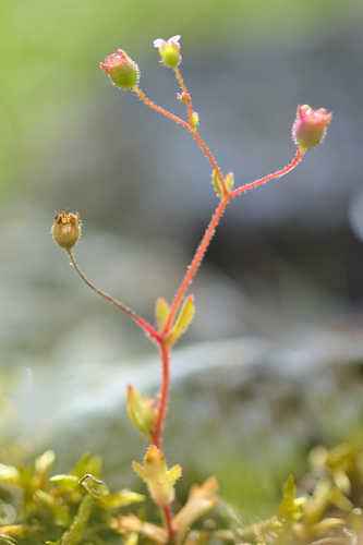 Rue-leaved Saxifrage