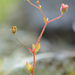 Rue-leaved Saxifrage - Photo (c) Gilles San Martin, some rights reserved (CC BY-SA), uploaded by Gilles San Martin