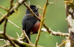 Sporophila angolensis