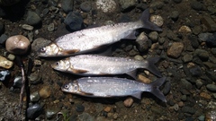 Coregonus clupeaformis