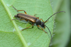 Alosterna tabacicolor