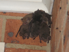 Nyctophilus geoffroyi