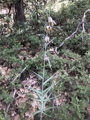 Fritillaria micrantha