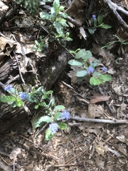Ceanothus diversifolius