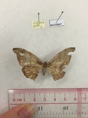 Hyposidra infixaria