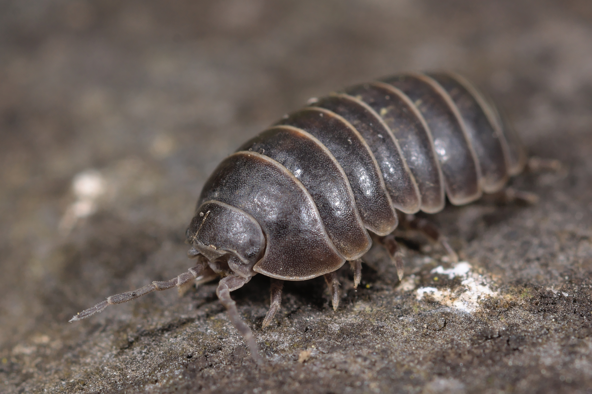 Common Pill Woodlouse Armadillidium Vulgare Inaturalist Ca