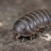 Common Pill Woodlouse - Photo (c) Gilles San Martin, some rights reserved (CC BY-SA), uploaded by Gilles San Martin