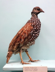 Latham's Francolin photo 3