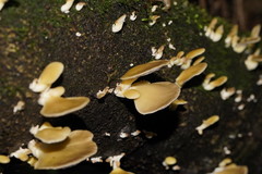 Pleurotus purpureo-olivaceus