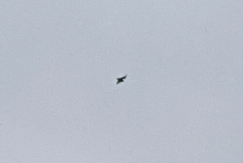 Aeorestes semotus observed 2024-05-31