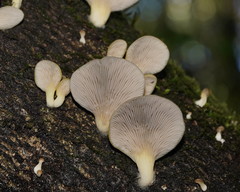 Pleurotus purpureo-olivaceus