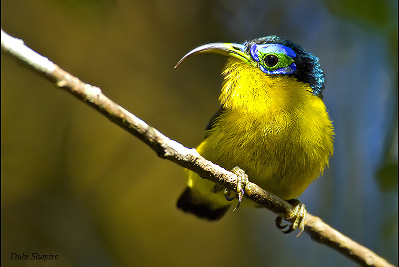 Yellow-Bellied Sunbird-Asity
