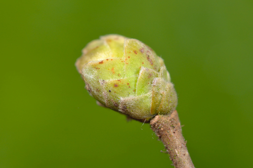 Filbert Bud Mite