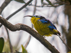 Yellow-Bellied Sunbird-Asity photo 2