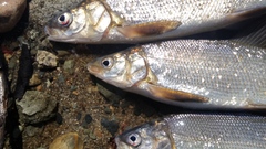 Coregonus clupeaformis